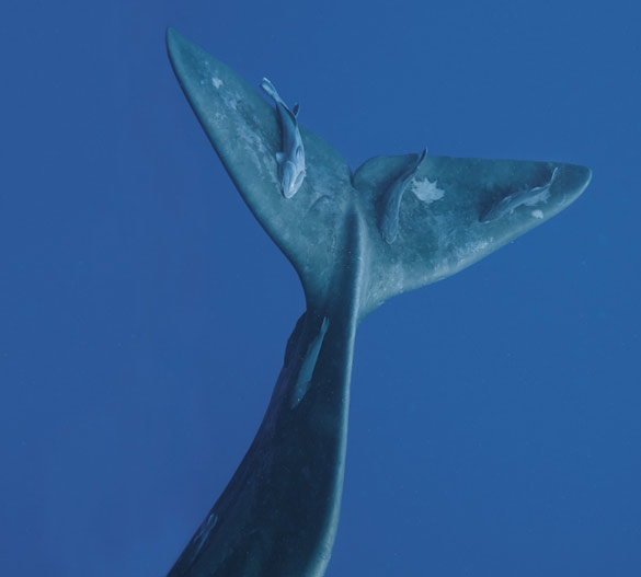 Китови фотографирани одблизу