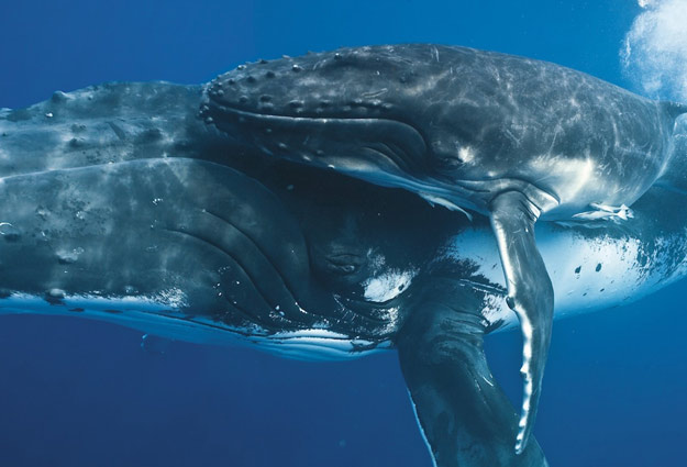 Китови фотографирани одблизу