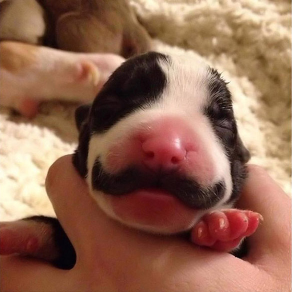 Кученцето со мустаќи стана вистински господин