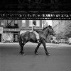 street-photos-new-york-1950s-iLike-mk-007