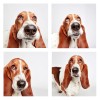 The-Dogs-Photo-Booth_0