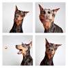 The-Dogs-Photo-Booth_1