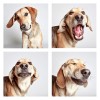 The-Dogs-Photo-Booth_13