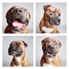 The-Dogs-Photo-Booth_14