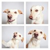The-Dogs-Photo-Booth_2