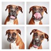 The-Dogs-Photo-Booth_3