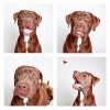 The-Dogs-Photo-Booth_5
