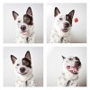 The-Dogs-Photo-Booth_7