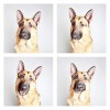 The-Dogs-Photo-Booth_9