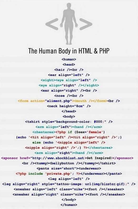 Човечкото тело во HTML