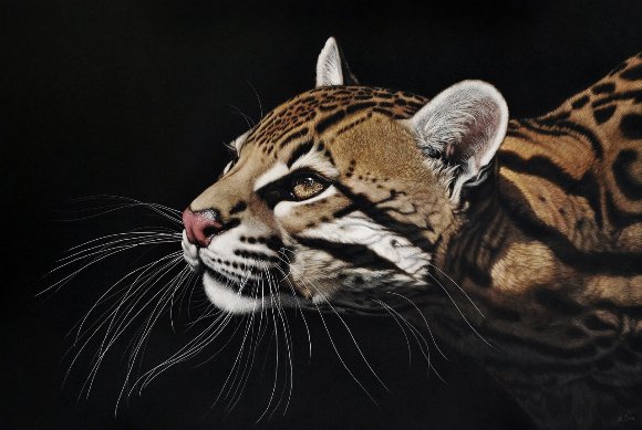 Фантастичните цртежи на Лара