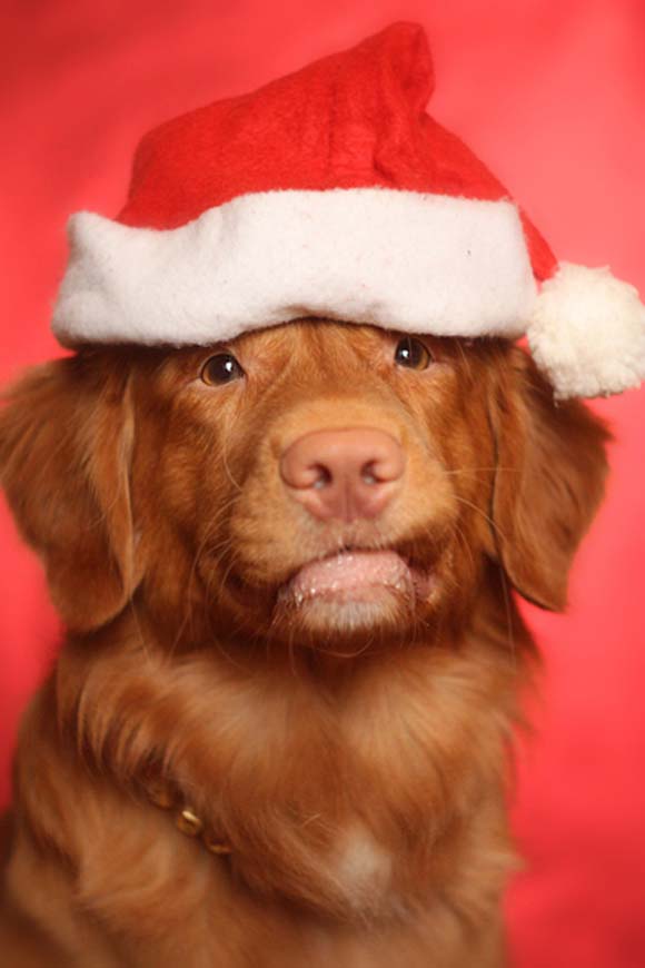 Миленичиња со капата на Дедо Мраз