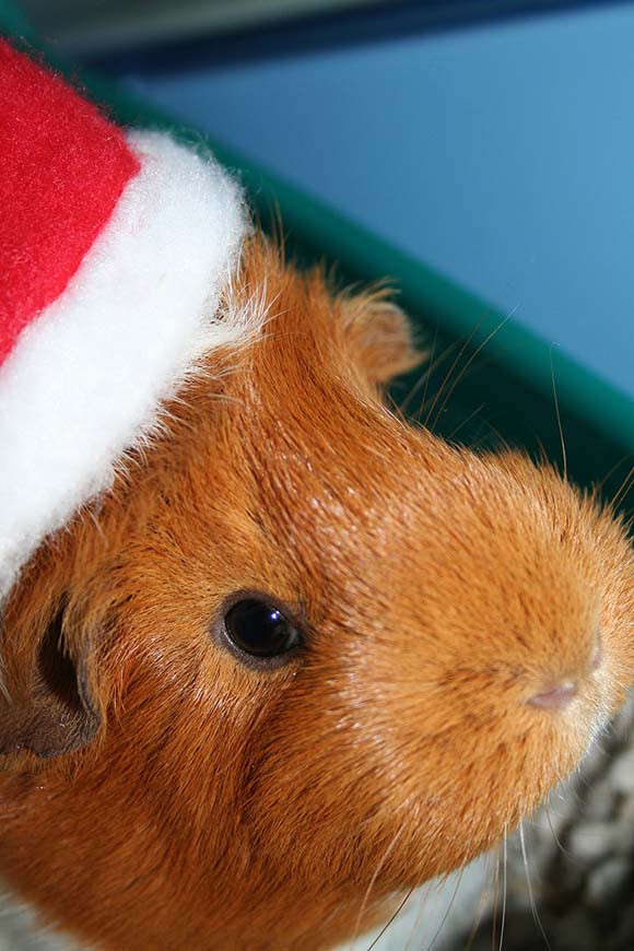 Миленичиња со капата на Дедо Мраз