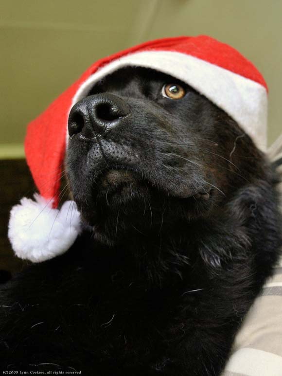 Миленичиња со капата на Дедо Мраз