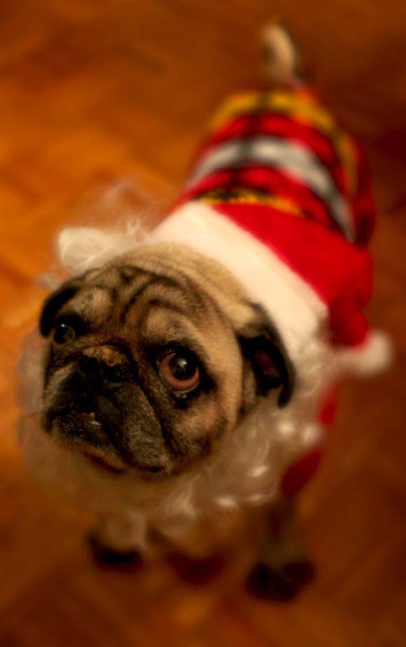 Миленичиња со капата на Дедо Мраз