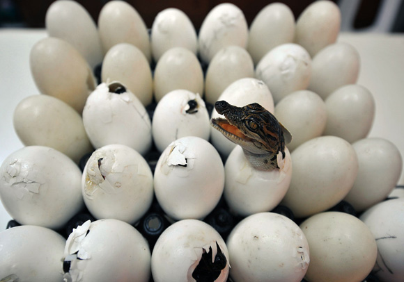 ЗДРАВО СВЕТУ!!