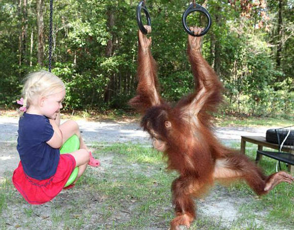 Мајмунче како најдобар другар