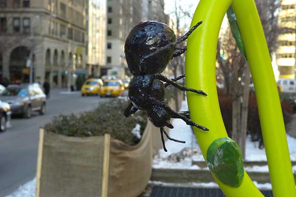 Розите на Њујорк