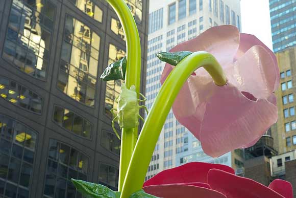 Розите на Њујорк