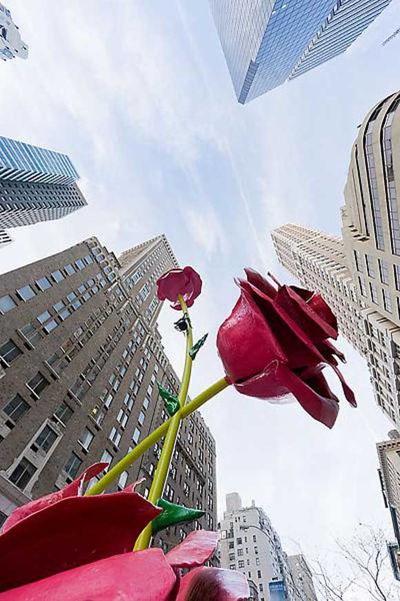 Розите на Њујорк