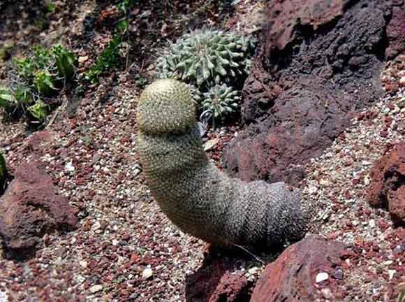 Природата во секси издание