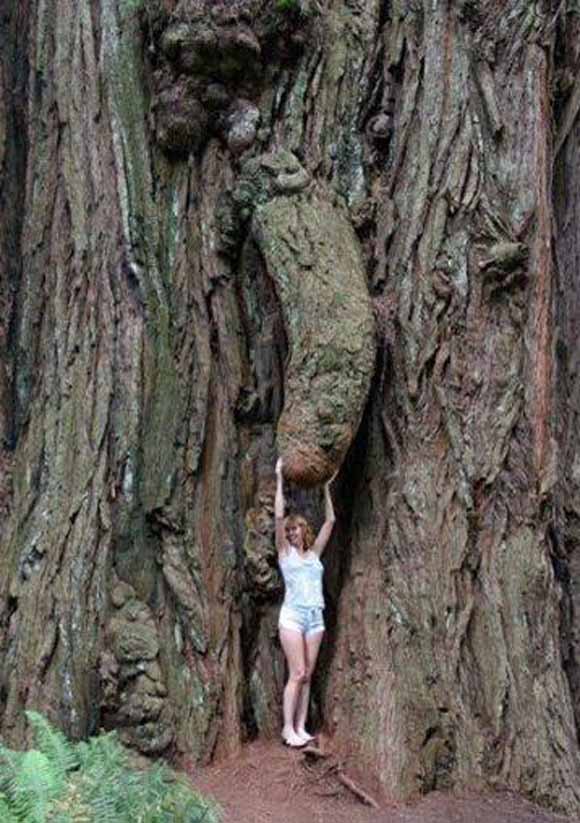 Природата во секси издание