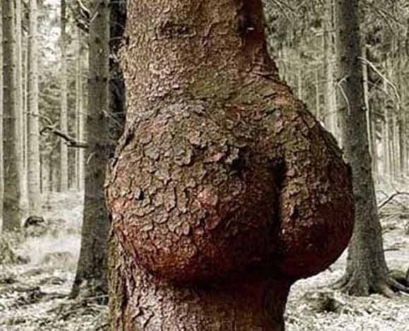 Природата во секси издание