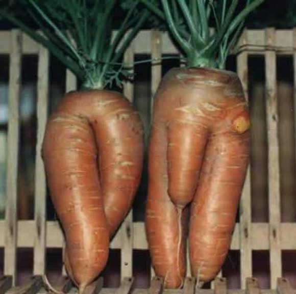 Природата во секси издание