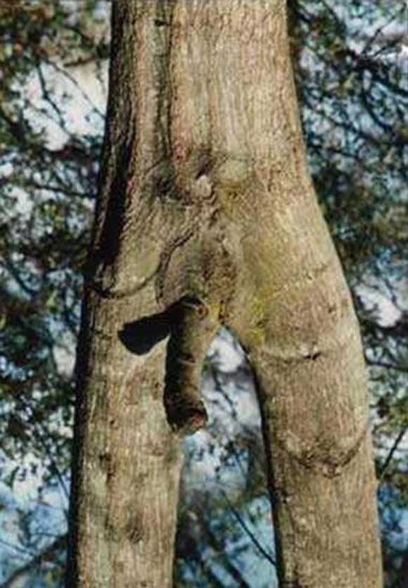 Природата во секси издание