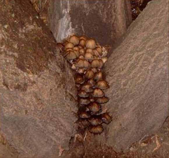 Природата во секси издание