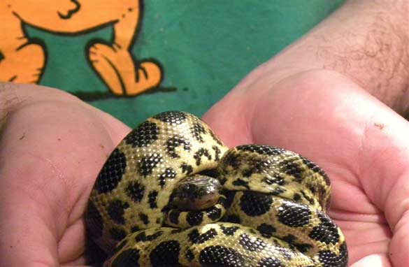 крокодил, игуана и анаконда