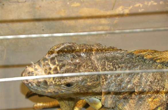 крокодил, игуана и анаконда