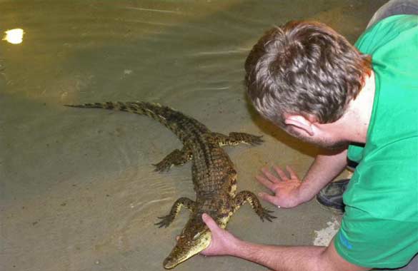 крокодил, игуана и анаконда