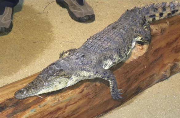 крокодил, игуана и анаконда