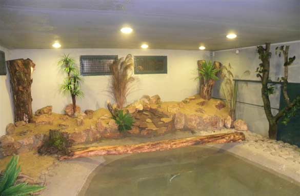 крокодил, игуана и анаконда