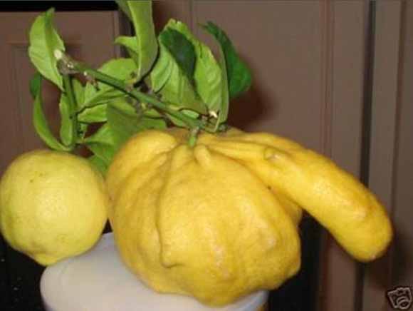 Природата во секси издание