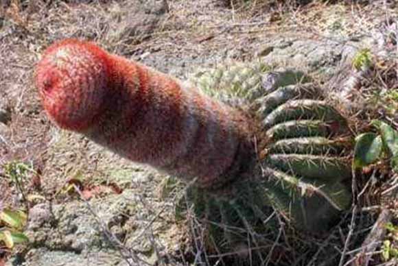 Природата во секси издание