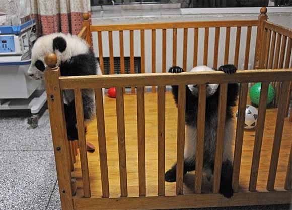 Немирни панда бебиња