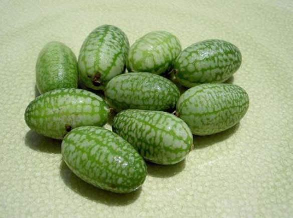 Најмалите лубеници во светот