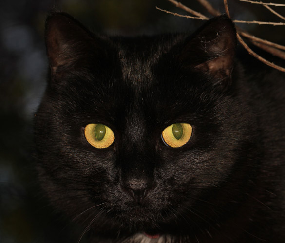 Зошто очите на животните светат во темнина?