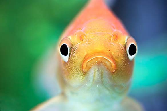 Како спијат рибите?