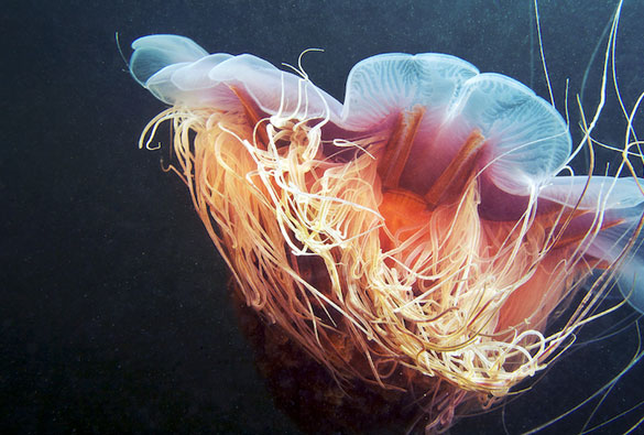 Фотографии на Александар Семенов