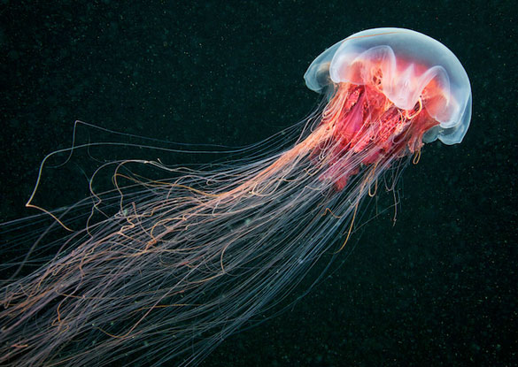 Фотографии на Александар Семенов