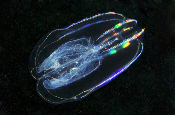 Фотографии на Александар Семенов