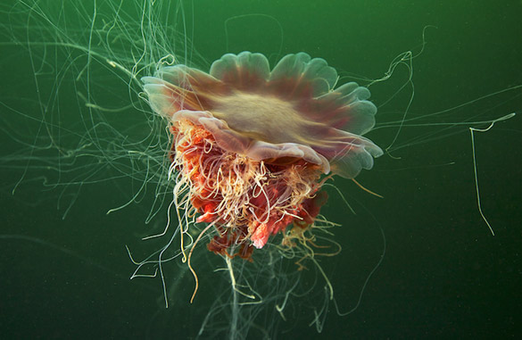 Фотографии на Александар Семенов