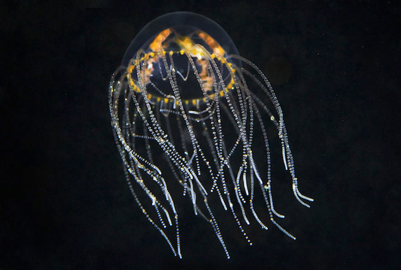 Фотографии на Александар Семенов