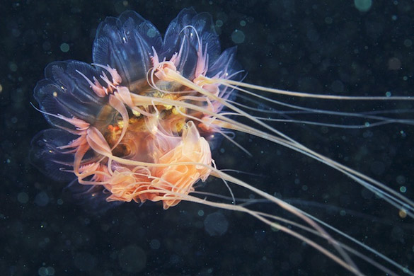 Фотографии на Александар Семенов