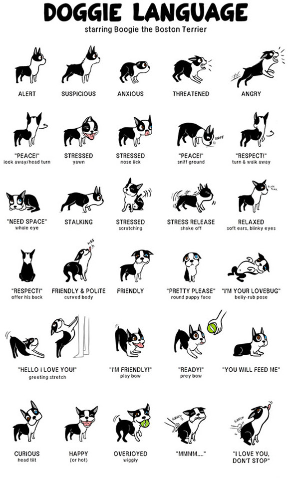 Што сакаат да ни кажат кучињата?