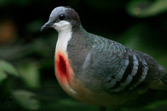 Gallicolumba luzonica