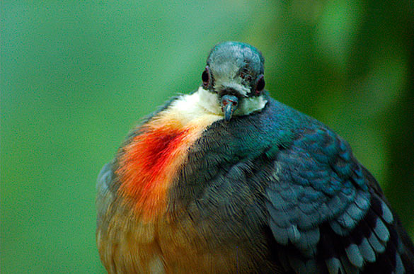 Gallicolumba luzonica